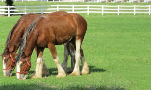 Horse Fencing