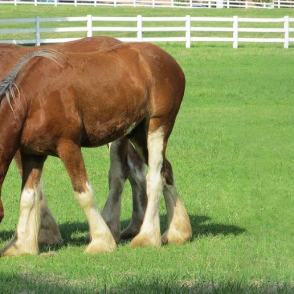 Horse Fencing